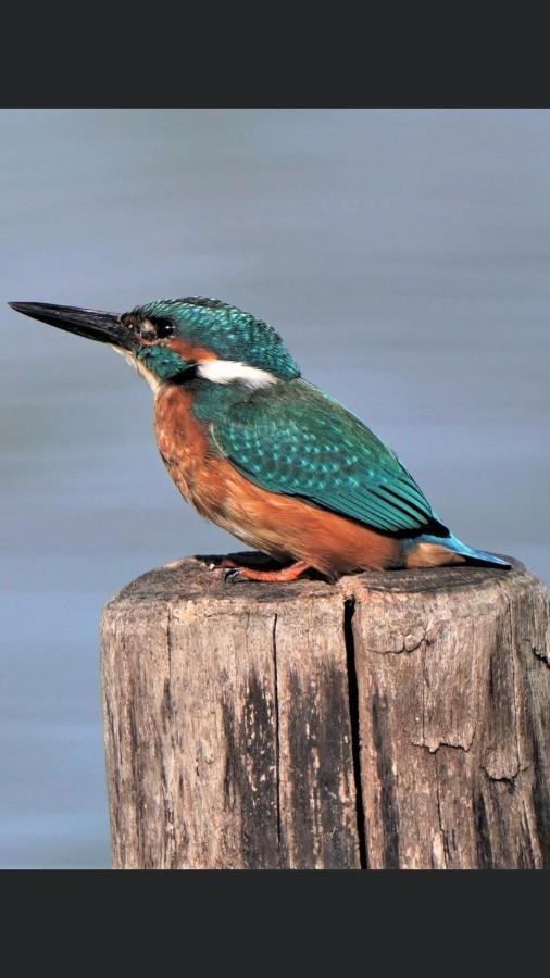 Ijsvogel Apartment, Duplex Family Home 4-Bed Located On The Largest Saltwater Lake Bruinisse Exteriör bild
